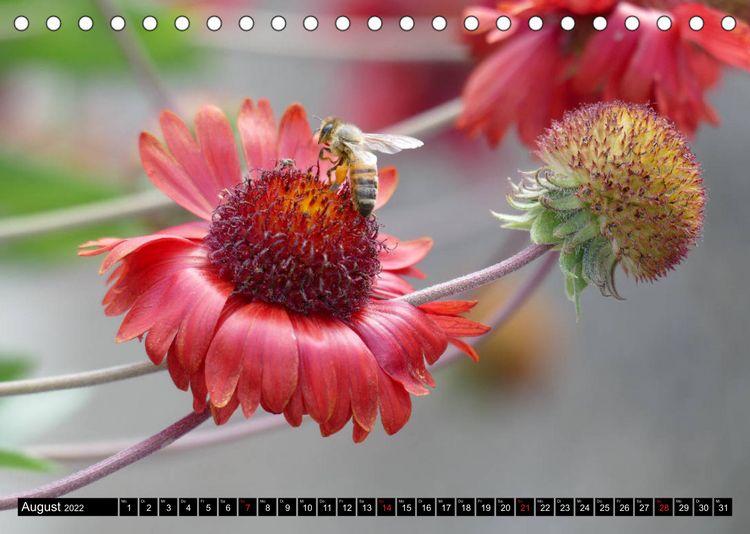 Produktbild: Fr&uuml;hling und Sommer (Tischkalender 2022 DIN A5 quer)