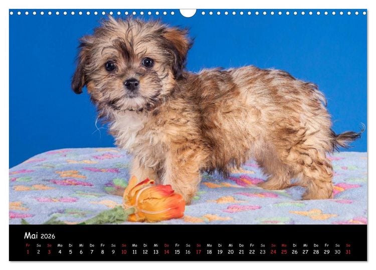 Produktbild: Bolonka Welpenstube (Wandkalender 2026 DIN A3 quer), CALVENDO Monatskalender