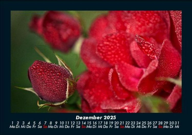 Produktbild: Rosentraum 2025 Fotokalender DIN A5