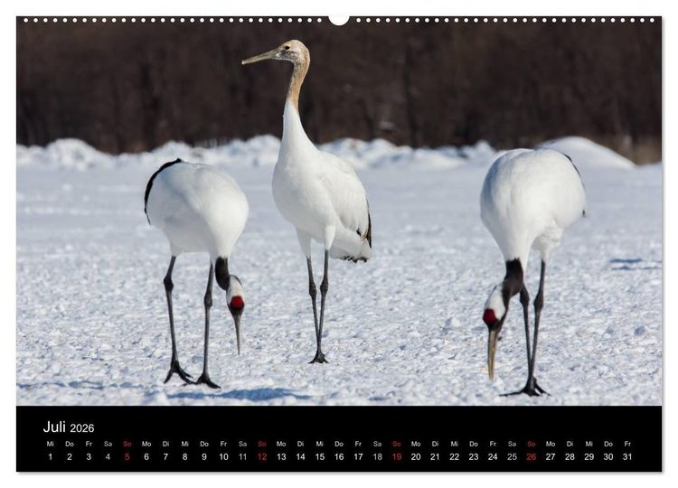 Produktbild: Mandschurenkraniche (hochwertiger Premium Wandkalender 2026 DIN A2 quer), Kunstdruck in Hochglanz