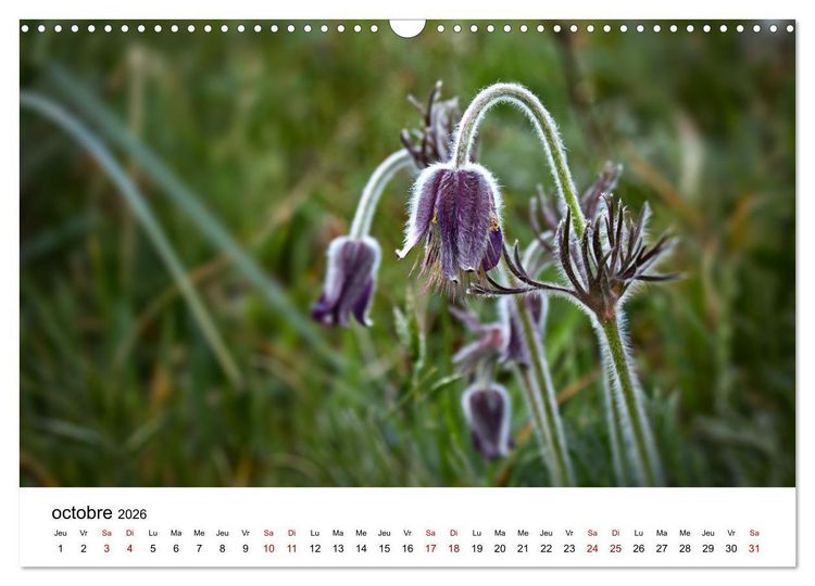 Produktbild: Dunes et mer - Une exp&eacute;rience nature (Calendrier mural 2026 DIN A3 vertical), CALVENDO calendrier mensuel
