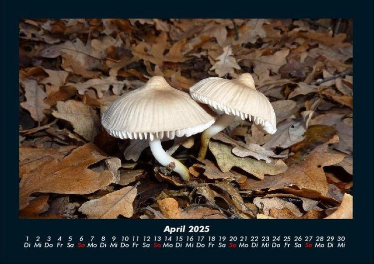 Produktbild: Pilzkalender 2025 Fotokalender DIN A4