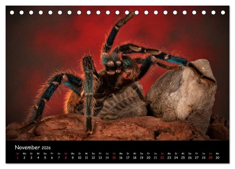 Produktbild: Mystische Vogelspinnen (Tischkalender 2026 DIN A5 quer), CALVENDO Monatskalender