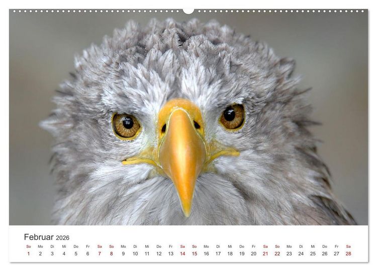 Produktbild: GREIFVOGEL- UND EULENPORTR&Auml;TS (Wandkalender 2026 DIN A2 quer), CALVENDO Monatskalender