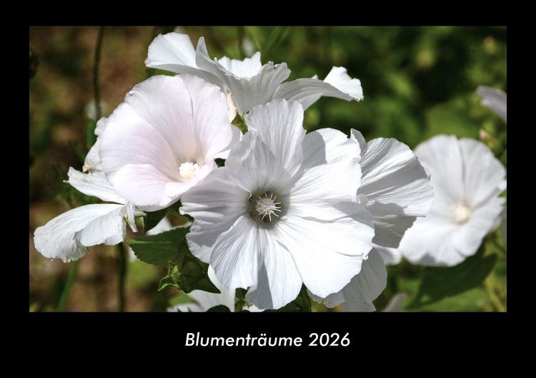 Produktbild: Blumentr&auml;ume 2026 Fotokalender DIN A3