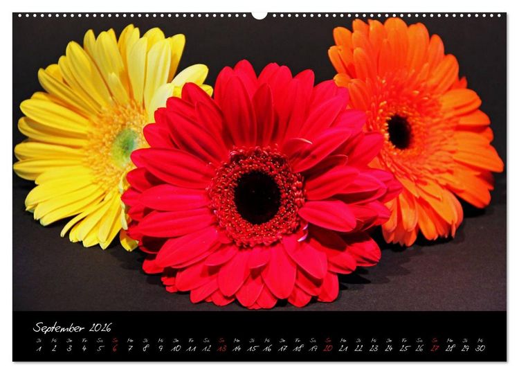 Produktbild: Flower (Wandkalender 2026 DIN A2 quer), CALVENDO Monatskalender