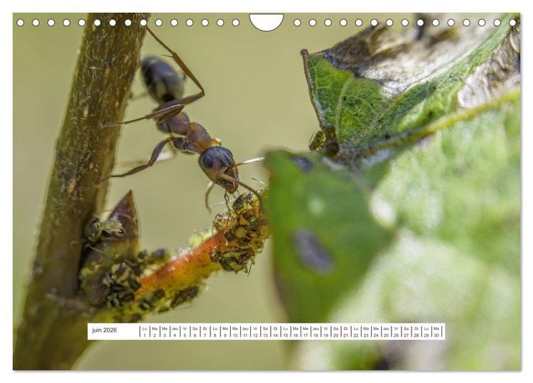 Produktbild: La vie de nos prairies - Le monde des fourmis (Calendrier mural 2026 DIN A4 vertical), CALVENDO calendrier mensuel