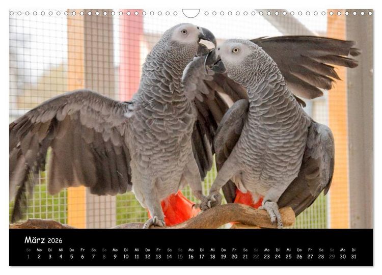 Produktbild: Graupapageien mit Herz (Wandkalender 2026 DIN A3 quer), CALVENDO Monatskalender