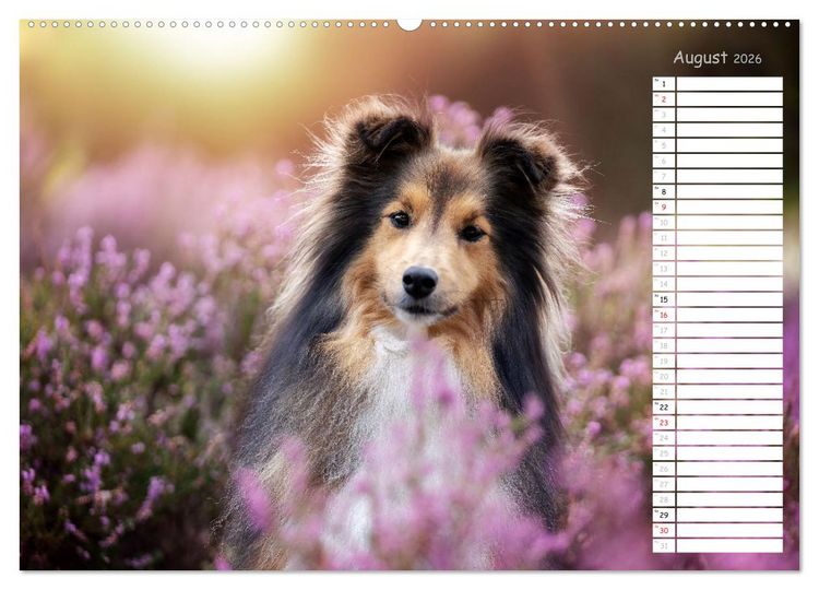 Produktbild: Shetland Sheepdogs Blacky, Anry, Mojo 2026 (Wandkalender 2026 DIN A2 quer), CALVENDO Monatskalender