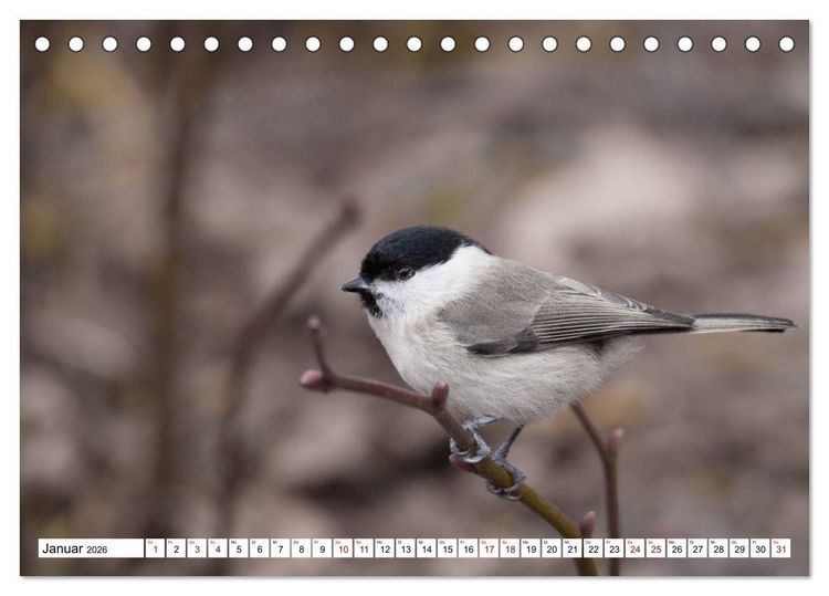 Produktbild: Sch&ouml;nheiten im Federkleid - Heimische Wildv&ouml;gel im Portrait (Tischkalender 2026 DIN A5 quer), CALVENDO Monatskalender