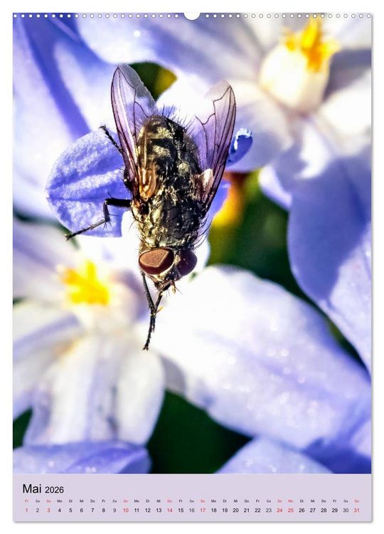 Produktbild: INSEKTENWELT - Heimische N&uuml;tzlinge ganz nah (hochwertiger Premium Wandkalender 2026 DIN A2 hoch), Kunstdruck in Hochglanz