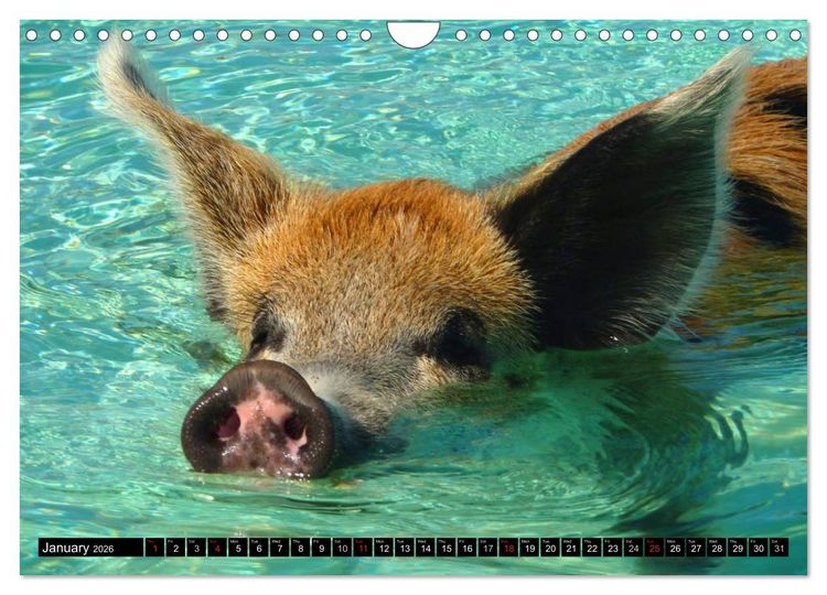 Produktbild: The Swimming Pigs of Bahamas (Wall Calendar 2026 DIN A4 landscape), CALVENDO 12 Month Wall Calendar