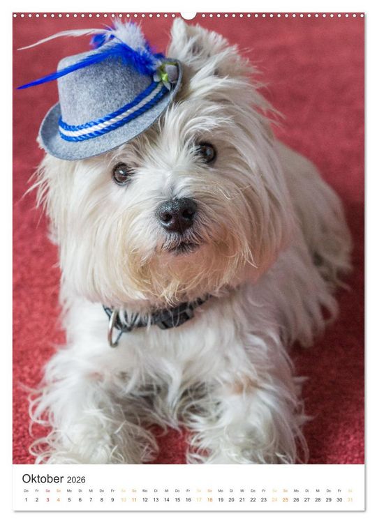 Produktbild: Der Westie - Portrait eines West Highland White Terriers (Wandkalender 2026 DIN A2 hoch), CALVENDO Monatskalender