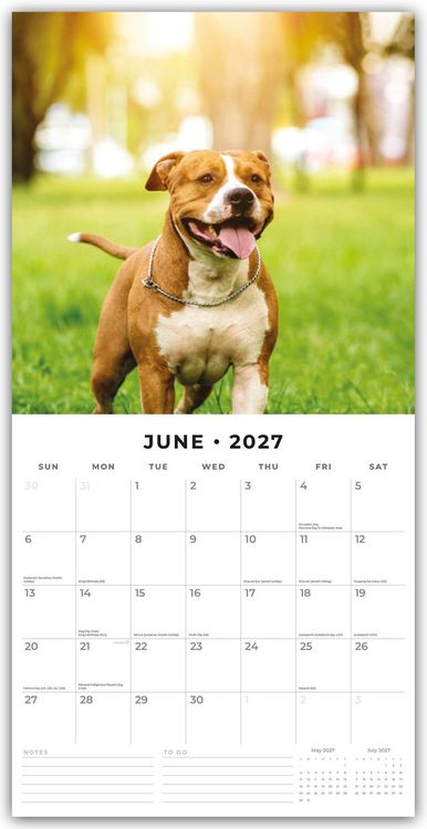 Produktbild: American Staffordshire Terriers &ndash; American Staffordshire Terrier 2027 &ndash; 16-Monatskalender
