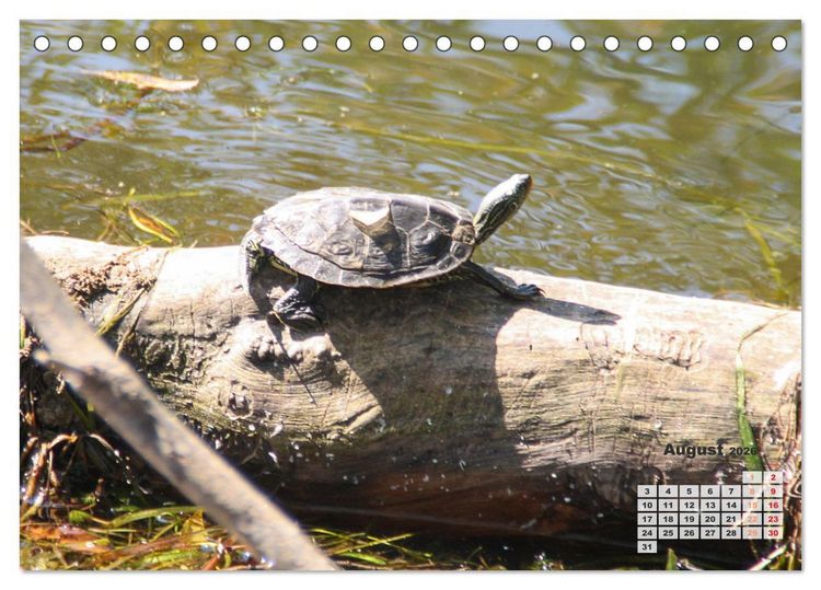 Produktbild: Kanadas charmante Kleintiere - Bezaubernde Einblicke in die Natur (Tischkalender 2026 DIN A5 quer), CALVENDO Monatskalender