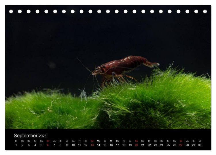 Produktbild: Zwerggarnelen - gepanzerte Juwelen im Aquarium (Tischkalender 2026 DIN A5 quer), CALVENDO Monatskalender
