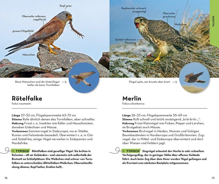 Produktbild: Basic Greifv&ouml;gel und Eulen