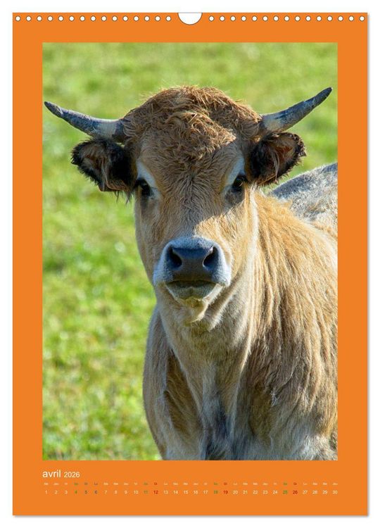 Produktbild: Beaut&eacute; rustique Regards animaliers (Calendrier mural 2026 DIN A3 horizontal), CALVENDO calendrier mensuel
