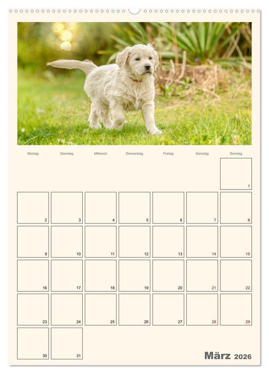 Produktbild: Zauberhafte Golden Retriever (hochwertiger Premium Wandkalender 2026 DIN A2 hoch), Kunstdruck in Hochglanz