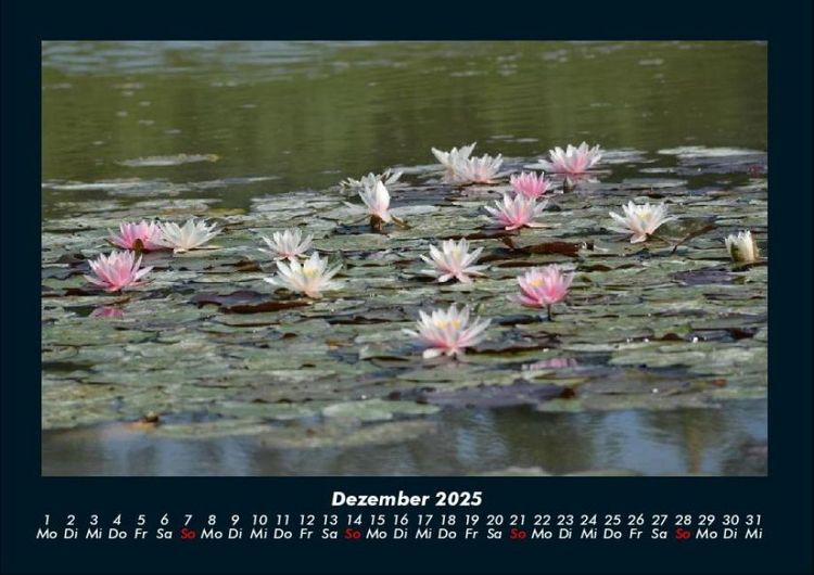 Produktbild: Rosen-Kalender 2025 Fotokalender DIN A4
