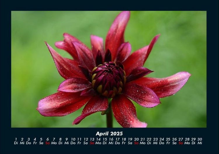 Produktbild: Pflanzen und Bl&uuml;ten 2025 Fotokalender DIN A4