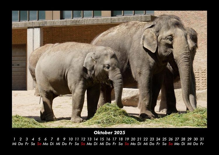 Produktbild: Der Elefantenkalender 2025 Fotokalender DIN A3