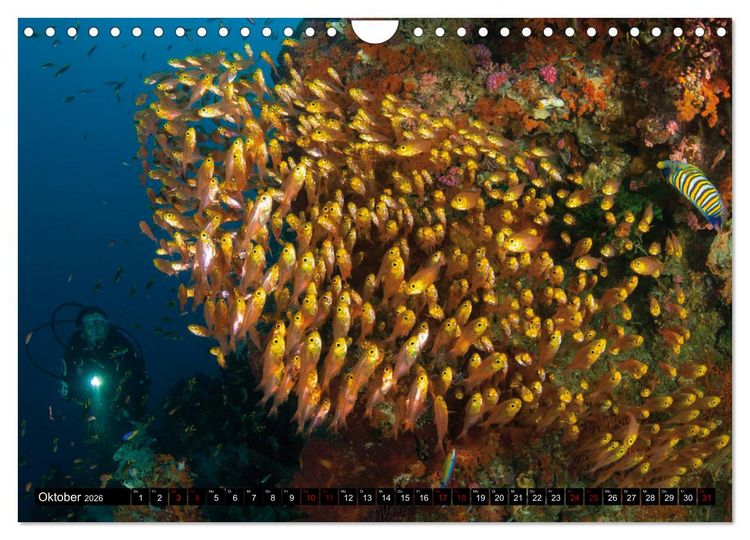 Produktbild: Malediven - Die bunte Unterwasserwelt (Wandkalender 2026 DIN A4 quer), CALVENDO Monatskalender