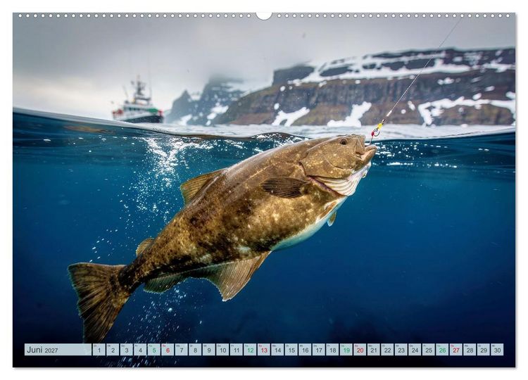 Produktbild: Heilbuttwahnsinn vor Gr&ouml;nland (hochwertiger Premium Wandkalender 2027 DIN A2 quer), Kunstdruck in Hochglanz