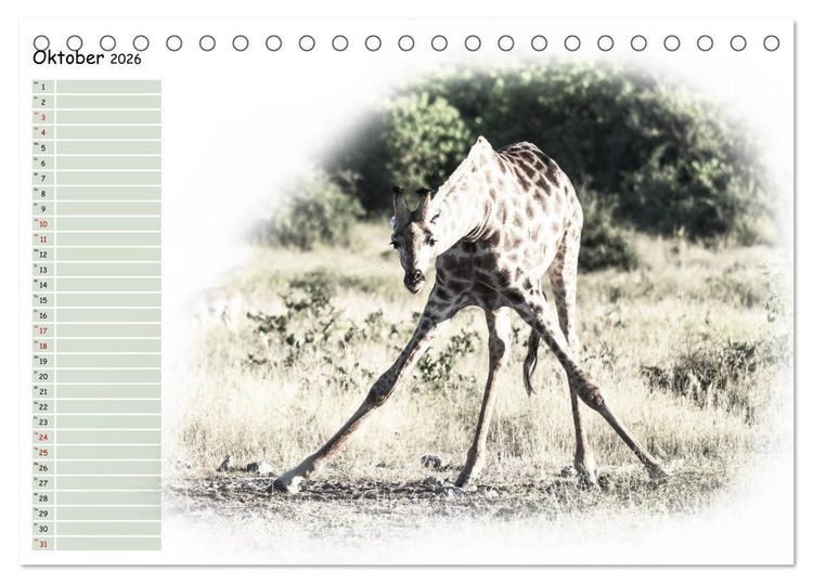 Produktbild: Tierisches Yoga (Tischkalender 2026 DIN A5 quer), CALVENDO Monatskalender