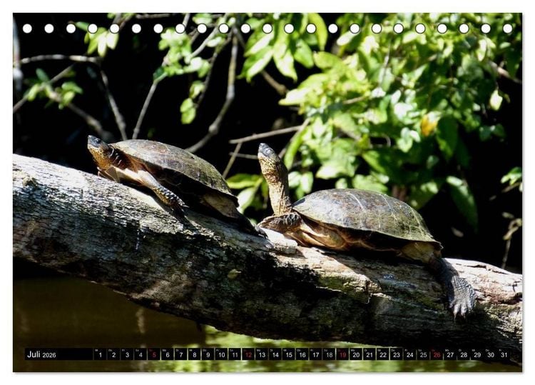 Produktbild: Regenwald &bull; Tiere im Dschungel (Tischkalender 2026 DIN A5 quer), CALVENDO Monatskalender