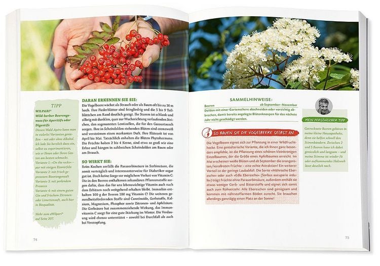 Produktbild: Die Wildpflanzen-Apotheke