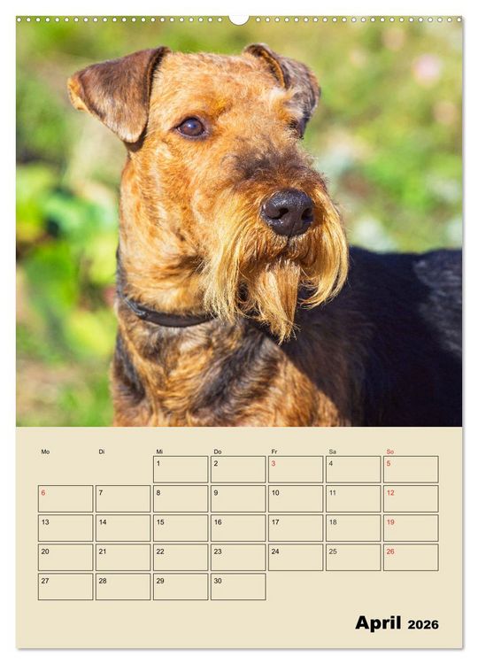 Produktbild: Airedale Terrier - Temperament auf 4 Pfoten (hochwertiger Premium Wandkalender 2026 DIN A2 hoch), Kunstdruck in Hochglanz