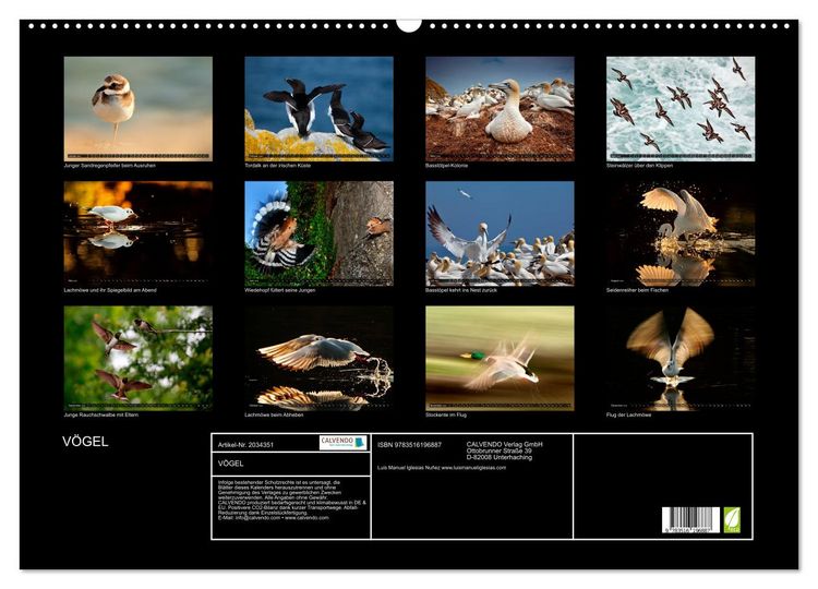 Produktbild: V&Ouml;GEL (Wandkalender 2026 DIN A2 quer), CALVENDO Monatskalender