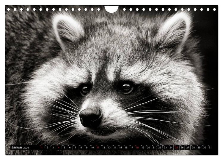 Produktbild: Waschb&auml;ren - Maskierte Gauner (Wandkalender 2026 DIN A4 quer), CALVENDO Monatskalender