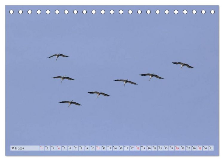 Produktbild: Kraniche auf dem Weg nach S&uuml;den (Tischkalender 2025 DIN A5 quer), CALVENDO Monatskalender