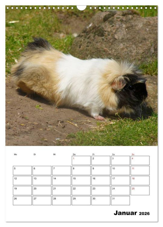 Produktbild: Meerschweinchen Terminplaner (Wandkalender 2026 DIN A3 hoch), CALVENDO Monatskalender