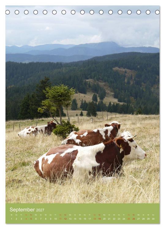 Produktbild: Schwarzwald und K&uuml;he im Hochformat (Tischkalender 2027 DIN A5 hoch), CALVENDO Monatskalender