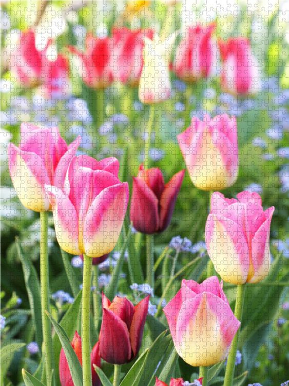 Produktbild: CALVENDO Puzzle Bunte Tulpen mit Vergissmeinnicht | 1000 Teile Lege-Gr&ouml;&szlig;e 64x48cm Foto-Puzzle f&uuml;r gl&uuml;ckliche Stunden