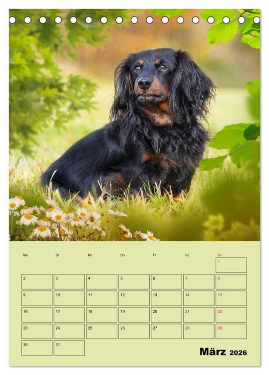 Produktbild: Dackeltr&auml;ume - Ein Familienplaner f&uuml;r das Jahr (Tischkalender 2026 DIN A5 hoch), CALVENDO Monatskalender