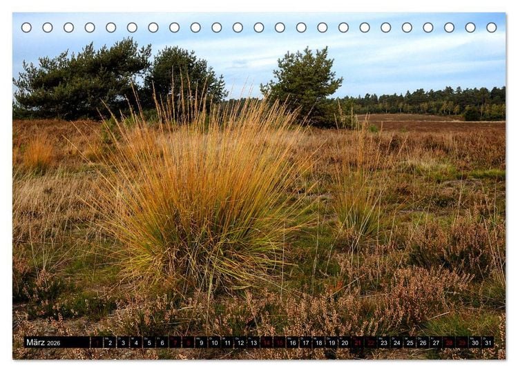 Produktbild: L&uuml;neburger Heide (Tischkalender 2026 DIN A5 quer), CALVENDO Monatskalender