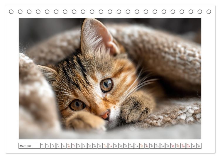Produktbild: Miau macht gl&uuml;cklich (Tischkalender 2027 DIN A5 quer), CALVENDO Monatskalender