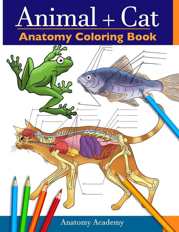 Produktbild: Animal & Cat Anatomy Coloring Book