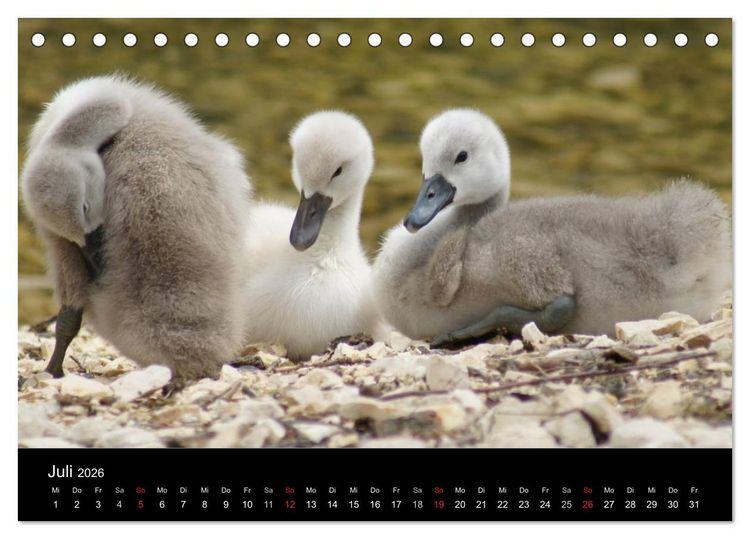 Produktbild: Die Kinderstube der Wasserv&ouml;gel (Tischkalender 2026 DIN A5 quer), CALVENDO Monatskalender