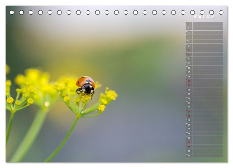 Produktbild: Coccinelles rouges &agrave; points noirs (Calendrier de bureau 2026 DIN A5 vertical), CALVENDO calendrier mensuel