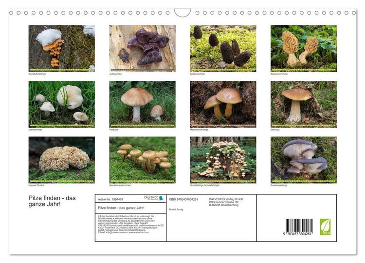 Produktbild: Pilze finden - das ganze Jahr! (Wandkalender 2026 DIN A3 quer), CALVENDO Monatskalender