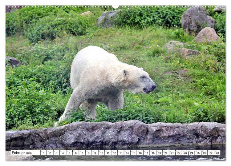 Produktbild: B&auml;ren - Der Eisb&auml;r und der Kamtschatka-Braunb&auml;r (hochwertiger Premium Wandkalender 2026 DIN A2 quer), Kunstdruck in Hochglanz