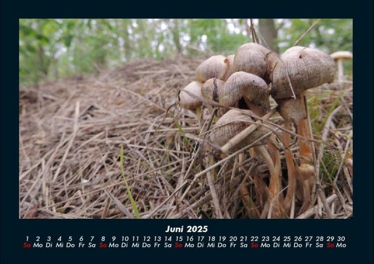 Produktbild: Pilzkalender 2025 Fotokalender DIN A4
