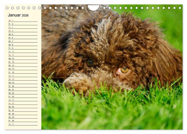 Produktbild: Lagotto Romagnolo - Italienischer Tr&uuml;ffelhund (Wandkalender 2026 DIN A4 quer), CALVENDO Monatskalender