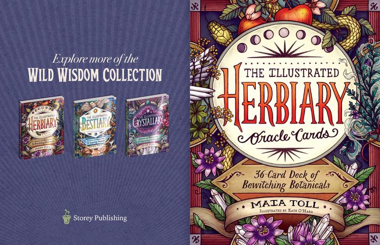 Produktbild: Illustrated Herbiary Oracle Cards