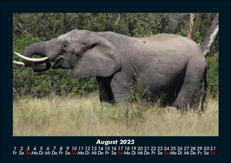 Produktbild: Elefanten Kalender 2025 Fotokalender DIN A5